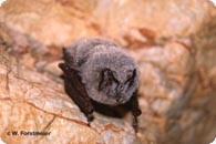 Mopsfledermaus c Forstmeier W